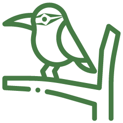 birds-galapagos-03
