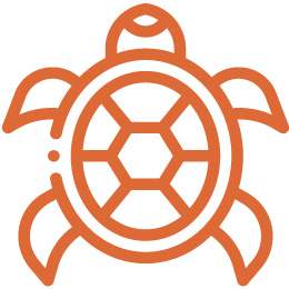 Marine Tortoise